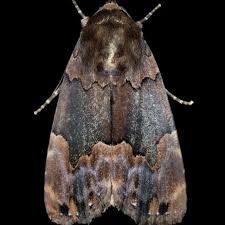 Attēlu rezultāti vaicājumam “Dianema depressum”