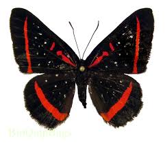 Attēlu rezultāti vaicājumam “Riodinidae”