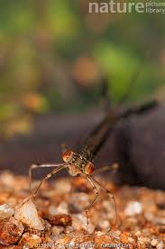 Attēlu rezultāti vaicājumam “Lestidae”