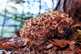 Attēlu rezultāti vaicājumam “Sparassis crispa”