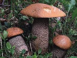 Attēlu rezultāti vaicājumam “Leccinum versipelle”