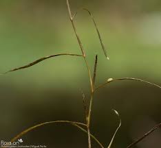 Attēlu rezultāti vaicājumam “Potamogeton trichoides”