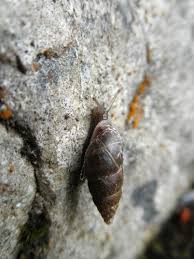 Attēlu rezultāti vaicājumam “Ena montana”