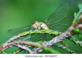 Attēlu rezultāti vaicājumam “Sympetrum sanguineum female”