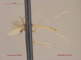 Attēlu rezultāti vaicājumam “Tanytarsus”