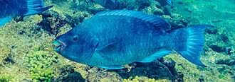 Image result for Scarus trispinosus