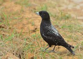 Image result for Melanocorypha yeltoniensis