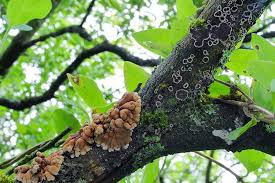 Attēlu rezultāti vaicājumam “Hypocreopsis lichenoides”