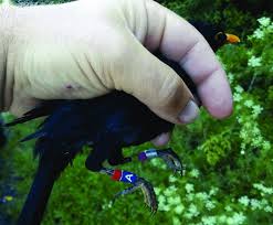 Attēlu rezultāti vaicājumam “Turdus merula”