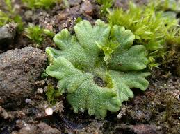 Attēlu rezultāti vaicājumam “Riccia rhenana”