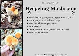 Attēlu rezultāti vaicājumam “Hydnum sp.”