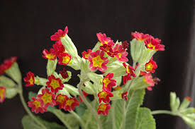 Attēlu rezultāti vaicājumam “Primula veris flower”