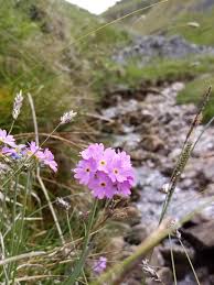 Attēlu rezultāti vaicājumam “Primula farinosa”