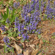 Attēlu rezultāti vaicājumam “Ajuga genevensis”