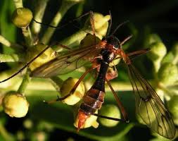 Attēlu rezultāti vaicājumam “Ptychoptera sp.”