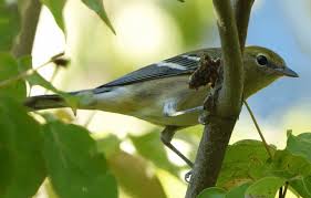 Image result for Dendroica castanea