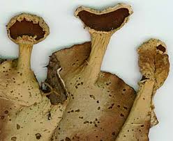 Attēlu rezultāti vaicājumam “Peltigera aphthosa”