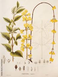 Attēlu rezultāti vaicājumam “Forsythia suspensa”