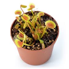 Attēlu rezultāti vaicājumam “Diachea muscorum young”