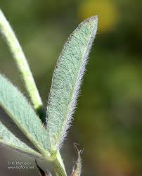 Attēlu rezultāti vaicājumam “Trifolium alpestre leaf”