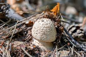 Attēlu rezultāti vaicājumam “Amanita strobiliformis”
