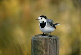 Image result for Motacilla alba