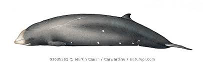 Image result for Ziphius cavirostris