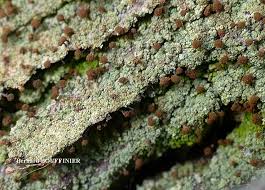 Attēlu rezultāti vaicājumam “Chaenotheca trichialis”