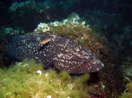 Image result for Epinephelus marginatus