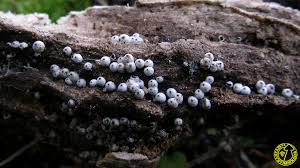 Attēlu rezultāti vaicājumam “Lasiosphaeria ovina”