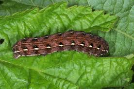 Attēlu rezultāti vaicājumam “Cerastis rubricosa”