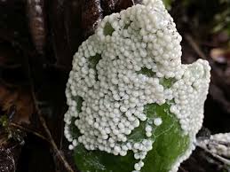 Attēlu rezultāti vaicājumam “Diderma chondrioderma”