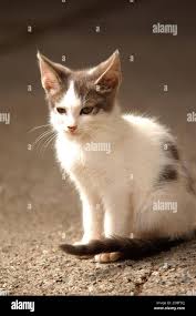 Attēlu rezultāti vaicājumam “Felis silvestris catus”