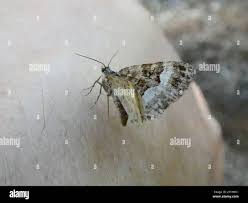 Attēlu rezultāti vaicājumam “Xanthorhoe biriviata”