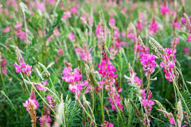 Image result for Onobrychis viciifolia