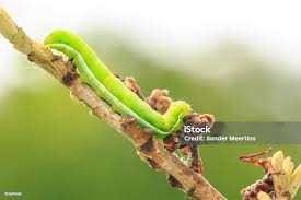 Attēlu rezultāti vaicājumam “Phlogophora meticulosa”