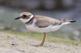 Attēlu rezultāti vaicājumam “Charadrius hiaticula adult”