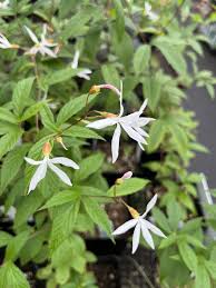 Attēlu rezultāti vaicājumam “Gillenia trifoliata flower”