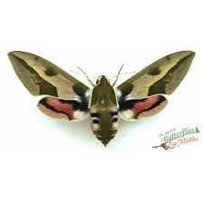 Attēlu rezultāti vaicājumam “Hyles gallii imago”