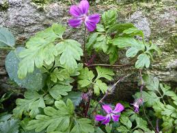Attēlu rezultāti vaicājumam “Geranium robertianum flower”