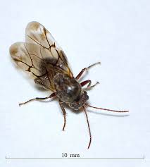 Attēlu rezultāti vaicājumam “Cynipidae”