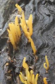 Attēlu rezultāti vaicājumam “Calocera pallidospathulata”