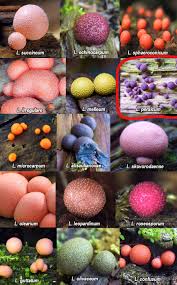 Attēlu rezultāti vaicājumam “Lycogala sphaeroconicum young”