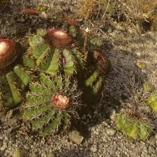 Image result for Cactaceae