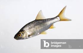 Attēlu rezultāti vaicājumam “Rutilus rutilus”