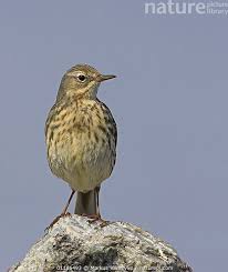 Image result for Anthus petrosus