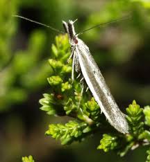 Attēlu rezultāti vaicājumam “Oecophoridae”