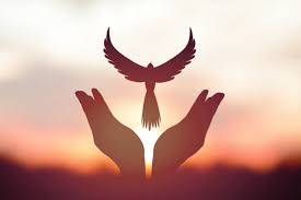 Image result for FOTO DE PAZ