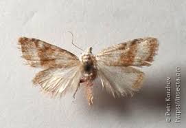 Attēlu rezultāti vaicājumam “Nola aerugula”