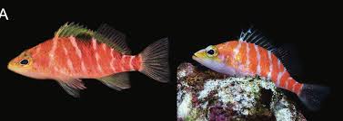 Attēlu rezultāti vaicājumam “Petractis sp.”